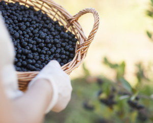 Symrise announces range of aronia health actives 
