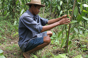 Symrise brings customers and consumers closest to the source of vanilla from Madagascar