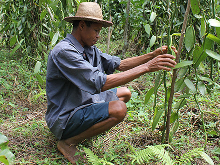 Symrise brings customers and consumers closest to the source of vanilla from Madagascar