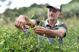 Symrise Division, Diana Food, launches clean label, organic and Fair Trade acerola powder