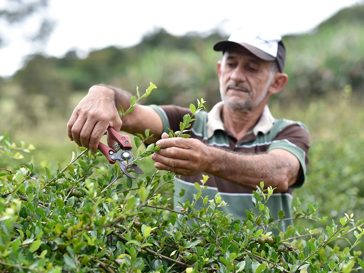 Symrise Division, Diana Food, launches clean label, organic and Fair Trade acerola powder