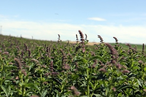 Symrise gains mint verification from Norwest Ingredients