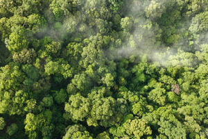 Symrise joins new carbon credit initiative to protect rainforests
