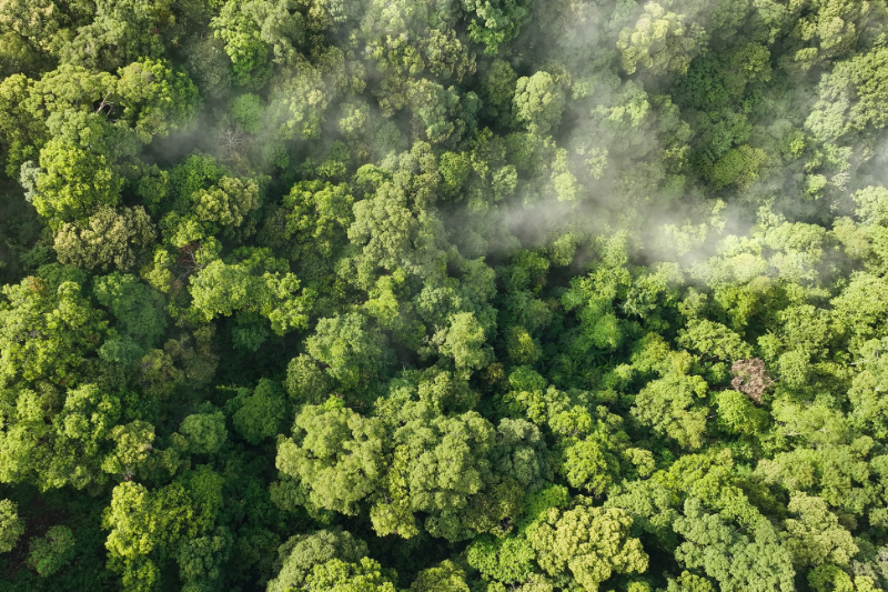 Symrise joins new carbon credit initiative to protect rainforests