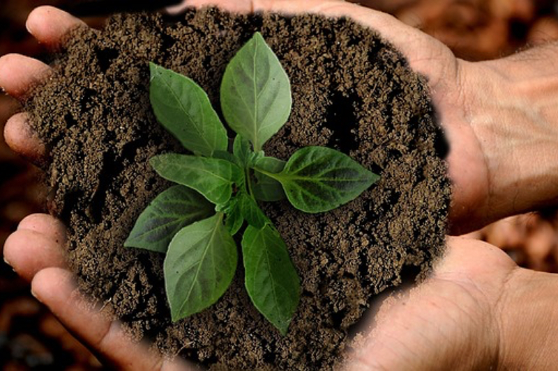 Symrise makes steps towards nutraceutical supply chain sustainability with new programme