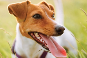 Symrise Pet Food announces nutrition brand evolution with Nuvin