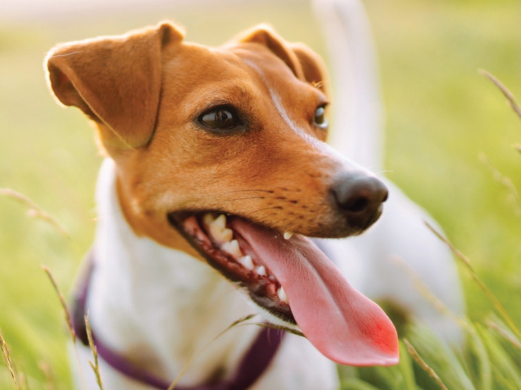 Symrise Pet Food announces nutrition brand evolution with Nuvin
