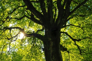Symrise receives top scores in the categories of climate, water and forests