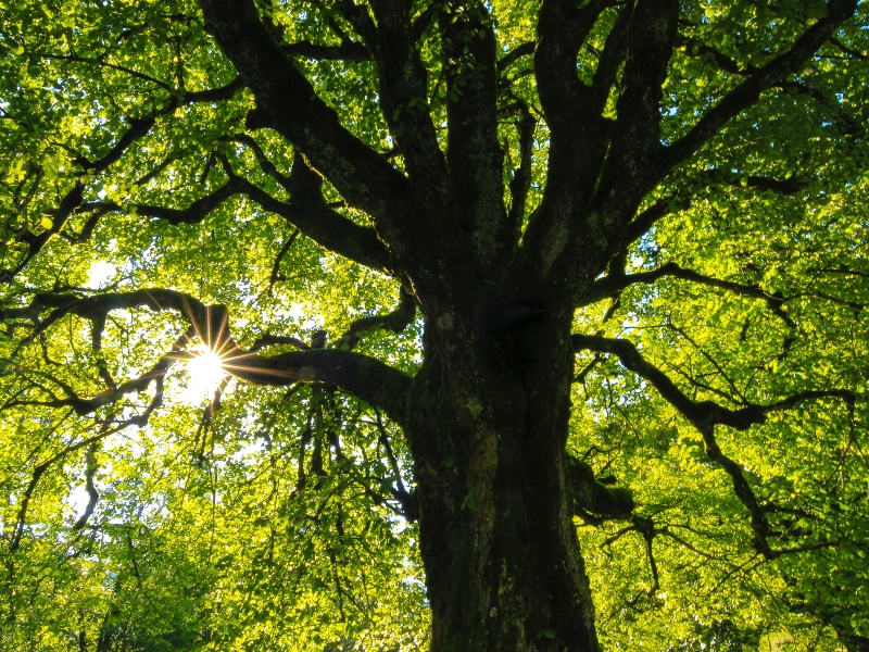Symrise receives top scores in the categories of climate, water and forests
