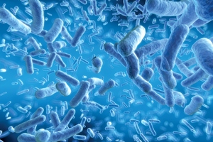 Synbiotic Health reveals further benefits for flagship probiotic strain