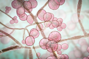 Synthetic sugar molecule points to new vaccine, antibody and diagnostic routes for drug-resistant hospital fungus