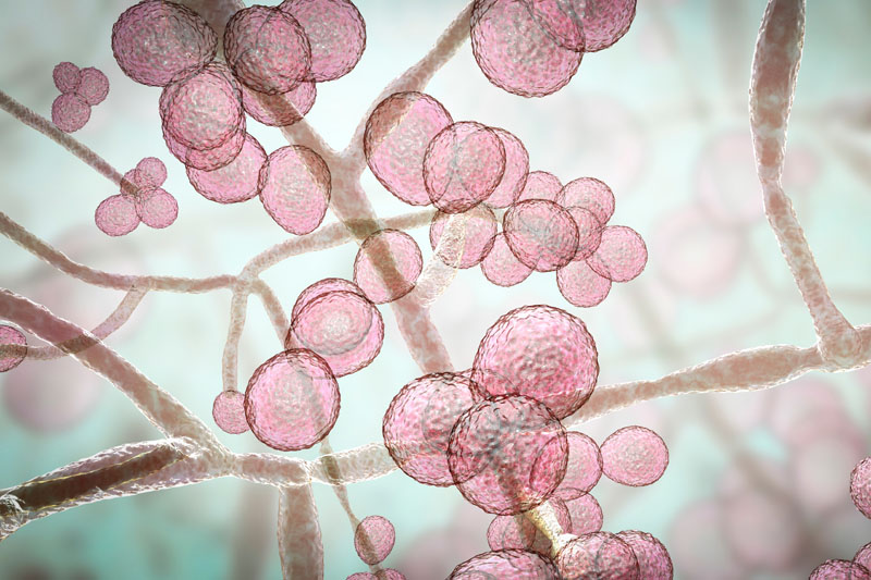 Synthetic sugar molecule points to new vaccine, antibody and diagnostic routes for drug-resistant hospital fungus