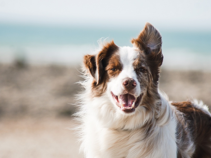 Syntr Health Technologies partners with HAPPYBOND to combat canine osteoarthritia