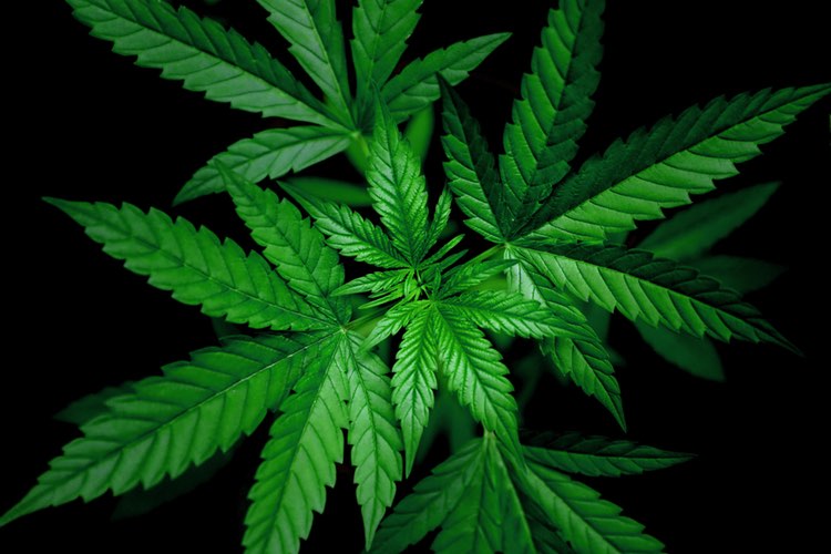 Taiyo debuts CBD alternative