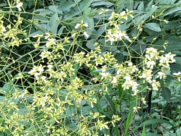 Taiyo launches water-soluble quercetin precursor ingredient