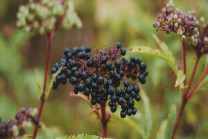 Taiyo partners with NutriScience on immunity ingredient