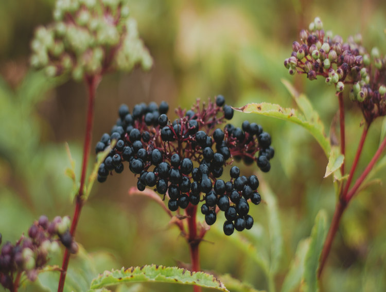 Taiyo partners with NutriScience on immunity ingredient