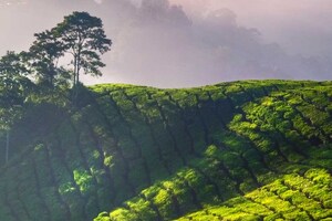 Taiyo study reveals L-theanine ingredient gives cognitive benefits