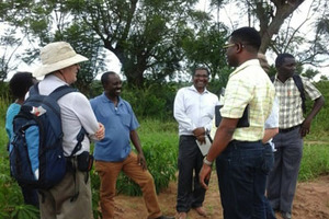Tanzania to improve cassava in Africa with NextGen Cassava project
