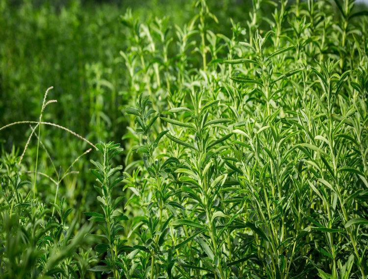 Tate & Lyle acquires SGF stevia business