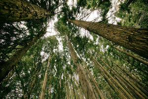 Tate & Lyle exceeds 2020 environmental targets