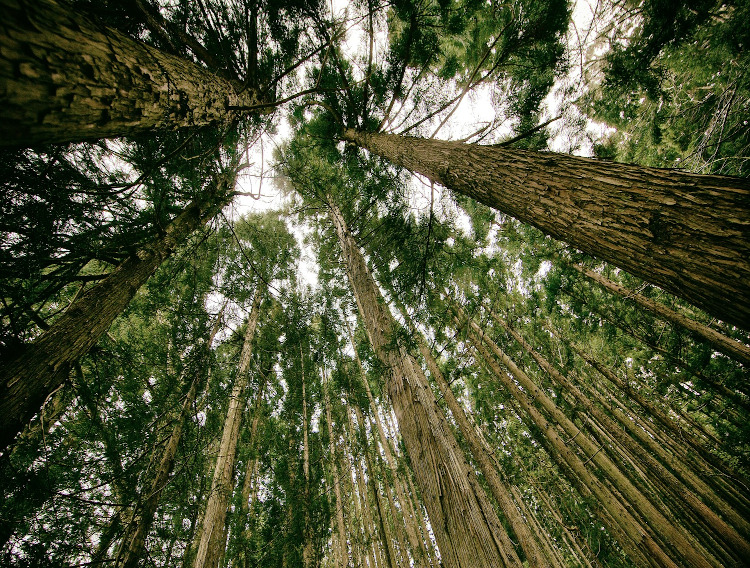 Tate & Lyle exceeds 2020 environmental targets