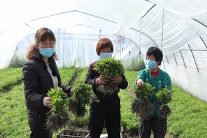 Tate & Lyle expands its stevia programme with farmers in China