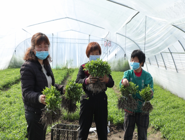 Tate & Lyle expands its stevia programme with farmers in China