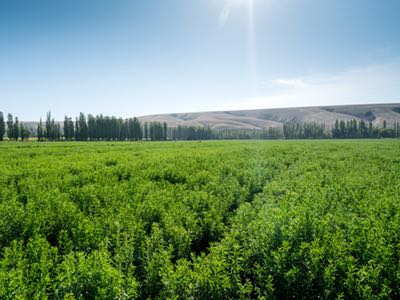 Tate & Lyle investigates the stevia sweetener supply chain