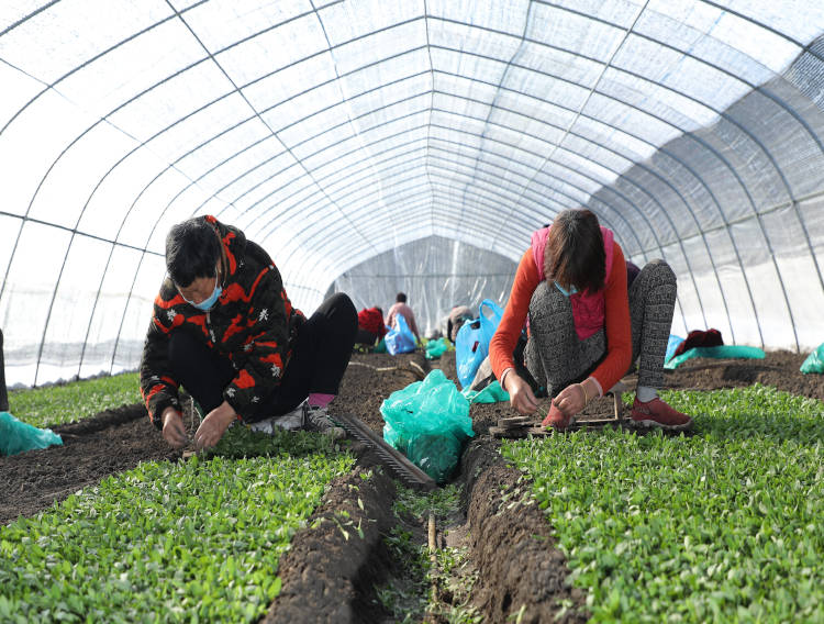 Tate & Lyle launches sustainability programme for stevia growers