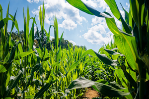 Tate & Lyle supports sustainable cultivation in Mexico