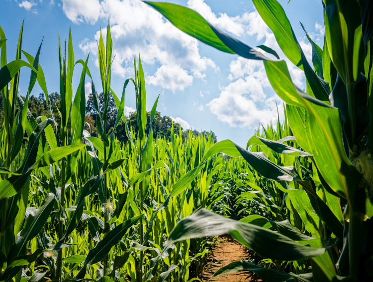 Tate & Lyle supports sustainable cultivation in Mexico