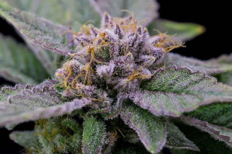 Terpenes: why cannabis aroma compounds matter for safety