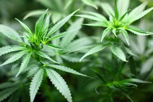 Tetra Bio-Pharma and Santé Cannabis launches phase 4 cannabis oil trial