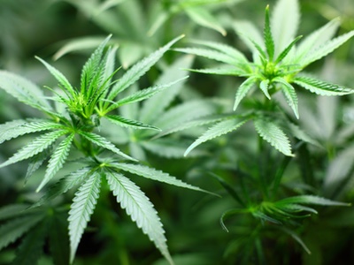 Tetra Bio-Pharma and Santé Cannabis launches phase 4 cannabis oil trial