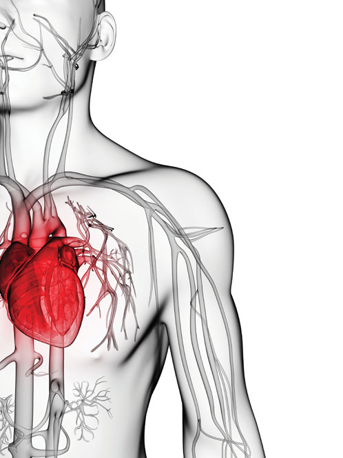 The cardioprotective effects of botanical extracts