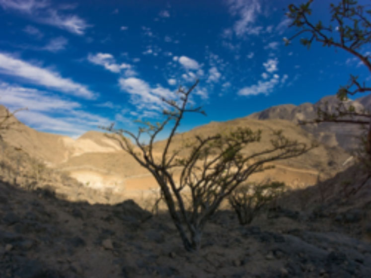 The future of frankincense and myrrh