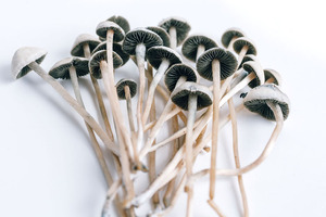 The future of psychedelic medicines and mental health