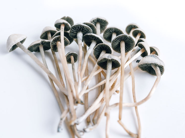 The future of psychedelic medicines and mental health