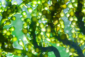 The gentle way to high-quality omega-3
