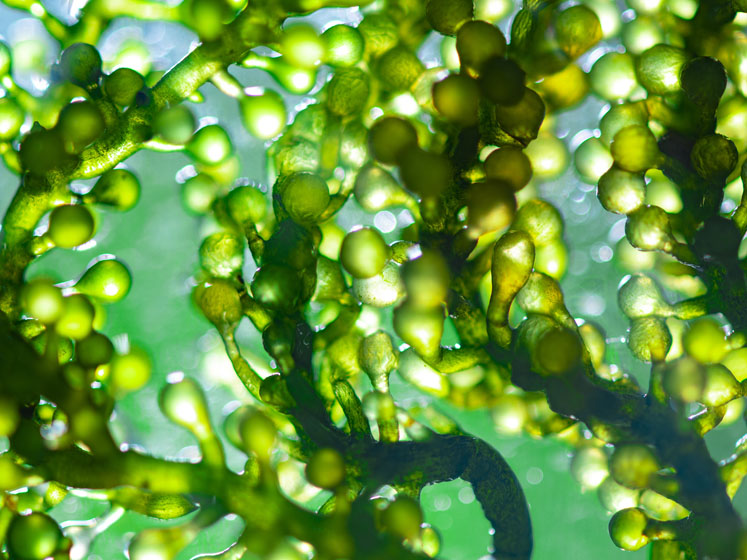 The gentle way to high-quality omega-3
