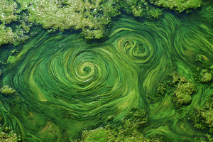 The green wave: why algae is the smarter protein
