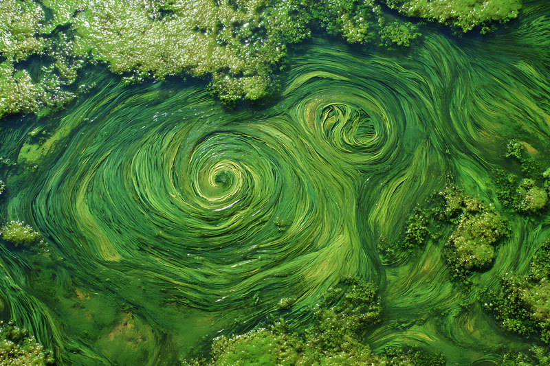 The green wave: why algae is the smarter protein