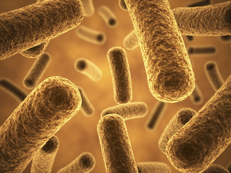 The gut microbiome: The key to overall health and wellness 
