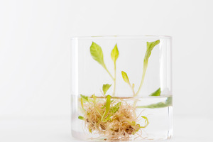 The indoor vertical farming pledge: better botanicals, better planet
