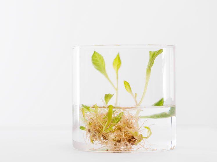 The indoor vertical farming pledge: better botanicals, better planet
