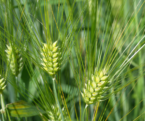 The multitasking fibre: barley beta-glucan and the future of heart health