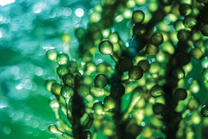 The next big expression chassis: microalgae and the future of biomanufacturing (part II) 
