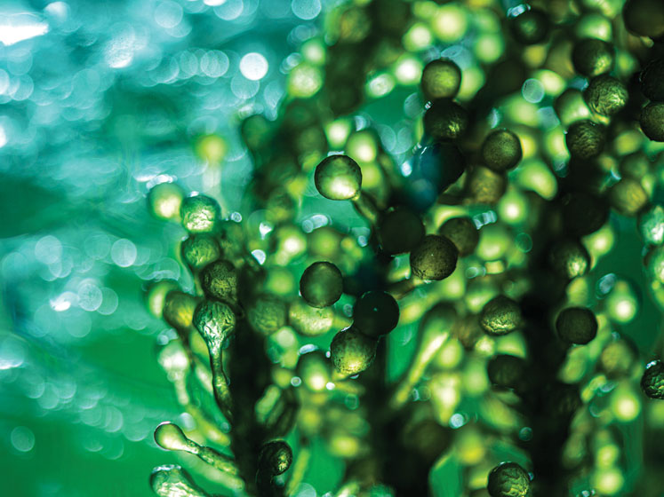 The next big expression chassis: microalgae and the future of biomanufacturing (part II) 
