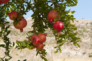 The power of the pomegranate
